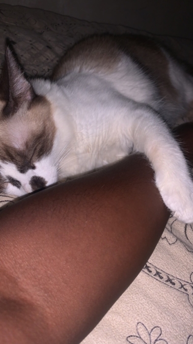 FABOOOR GRATUIT GHIR THALAA FIIIH Leo très très gentil 3mois