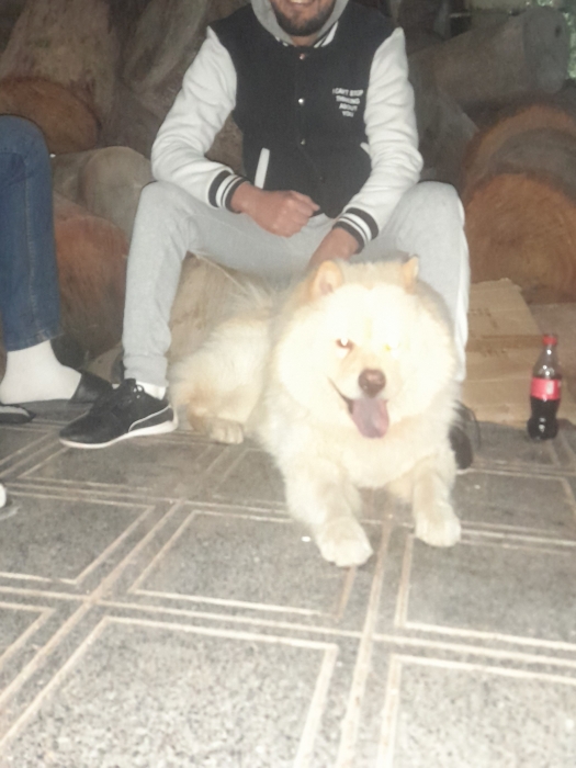 Chowchow