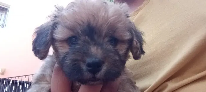 Chiot norfolk-yorkshire