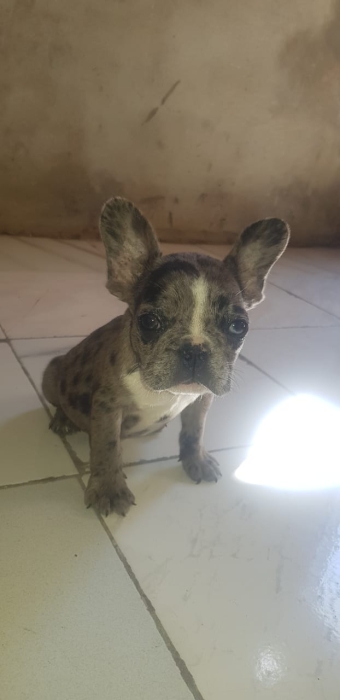 Bulldog français exotique