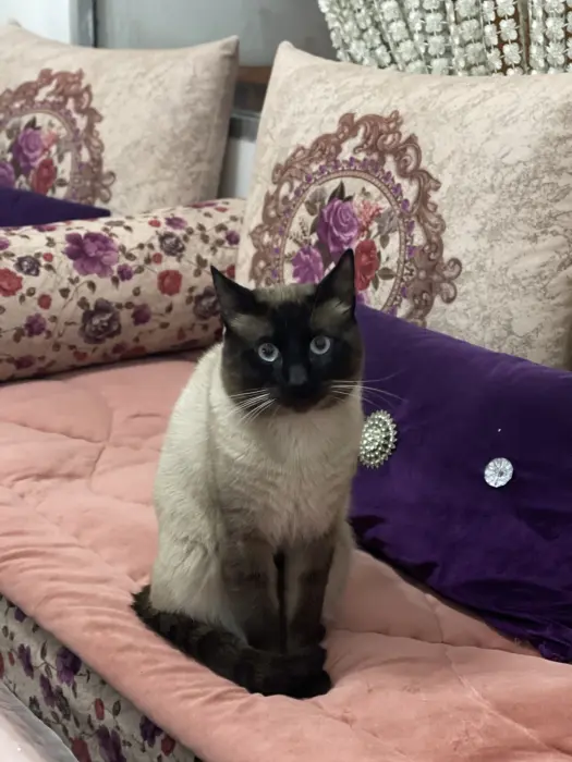 J’offre mon chat siamois