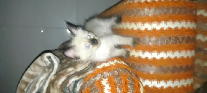 Chat siamo age 2 mois female