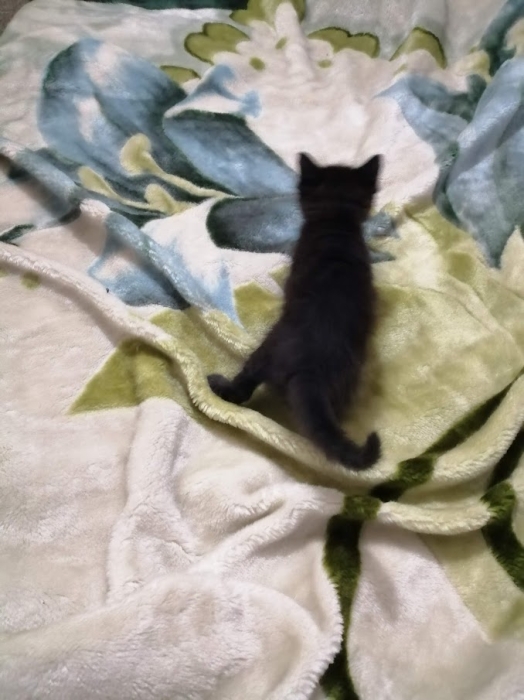 Chat Femelle - Un Mix entre le British croisé & la Siamoi