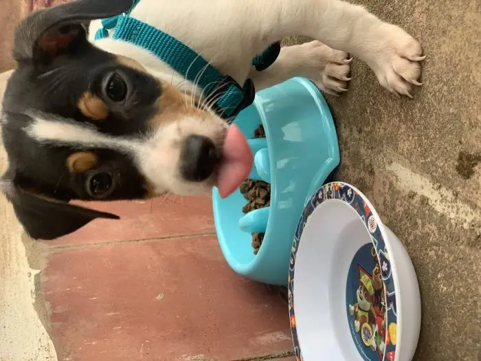 Jack Russel pur race/ Mal