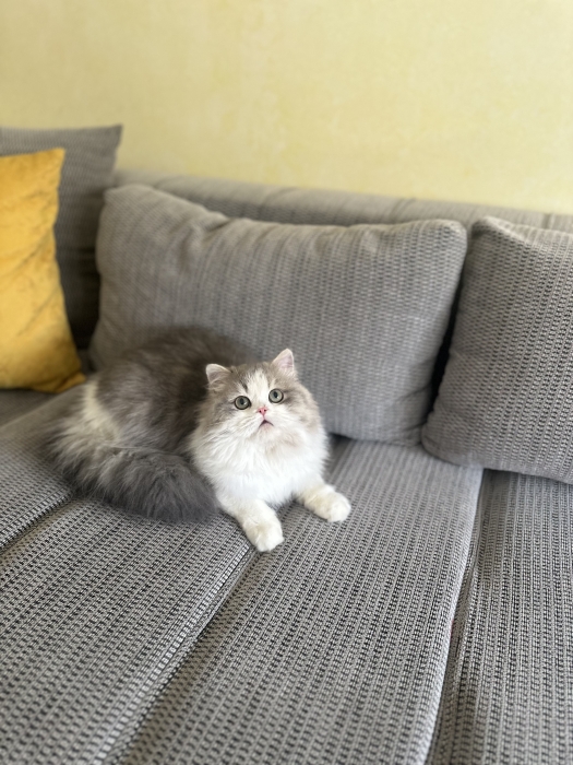 Chaton Scottish straight highland