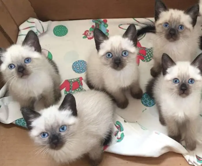 SIAMOIS BALINAIS PURE RACE