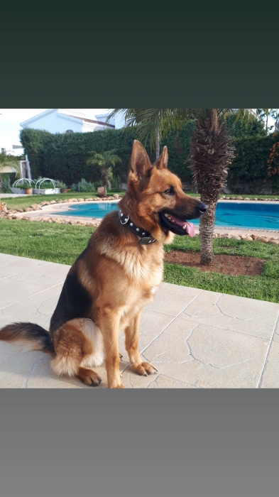 Berger Allemand adulte à donner.