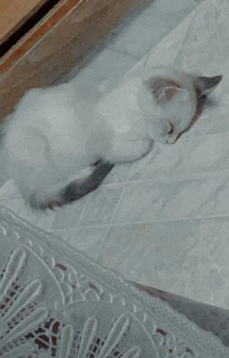 Chatte snowshoe trois mois habituée à la litière avec tout ces affaires