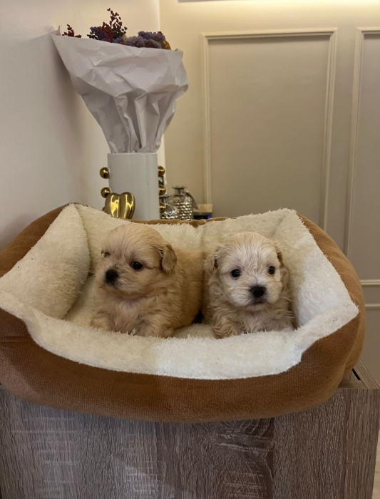 Bichon Havanais 🎊