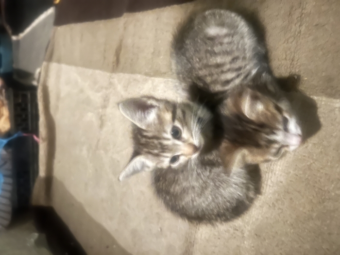 Two Adorable Kittens Looking for a Loving Home