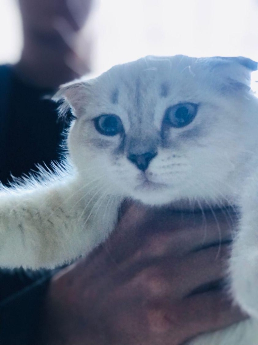 Scotland Scottish Fold white F