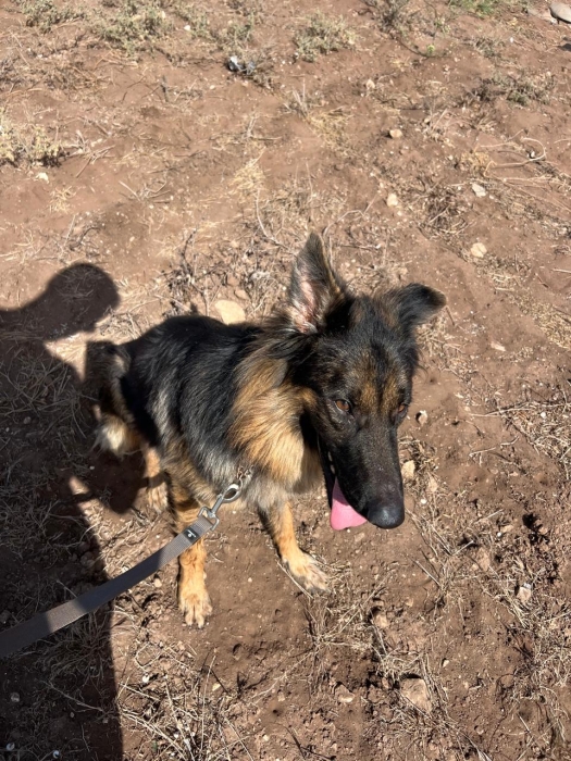 Berger allemand poil long