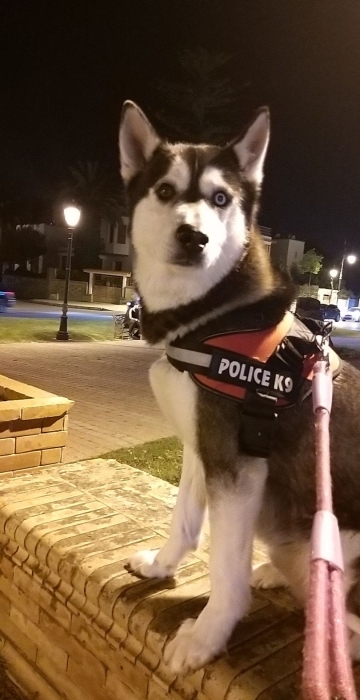 Husky siberien