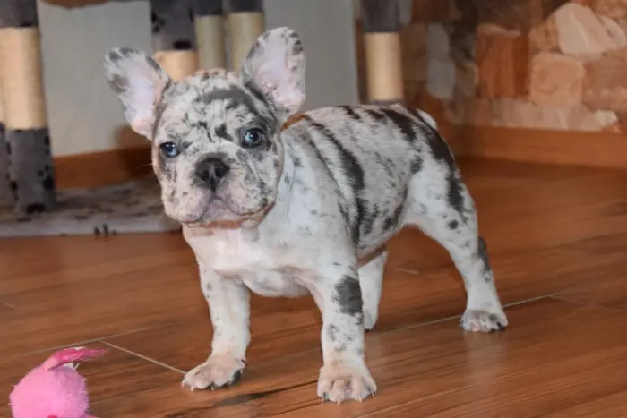 Chiots bouledogues français enregistrés