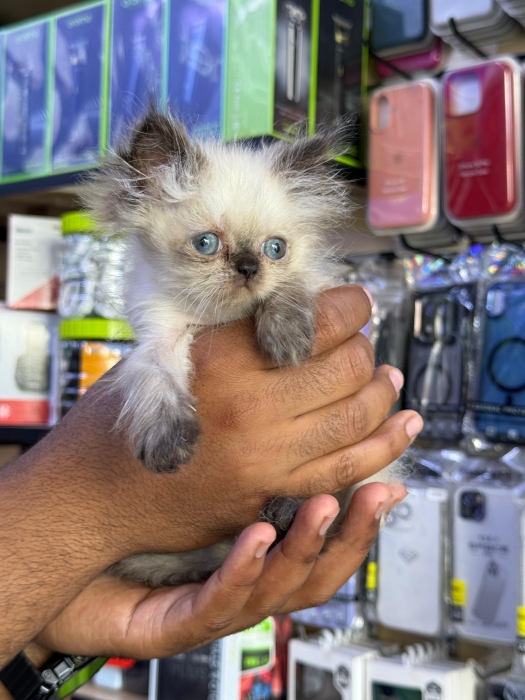 Chaton persan pure race