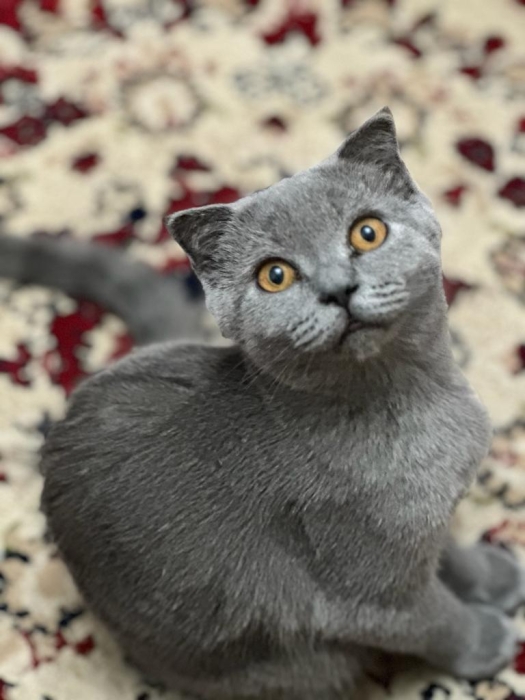 Chats scuitchy anglais