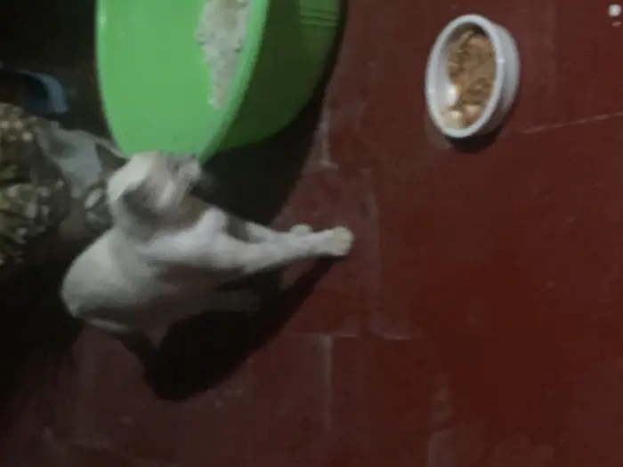 Chat siamois à vendre