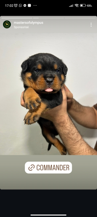rottweiler pedigree