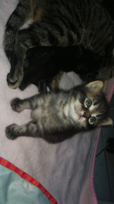 ! Chatons a robe Norvégienes gratuit ! 🐾