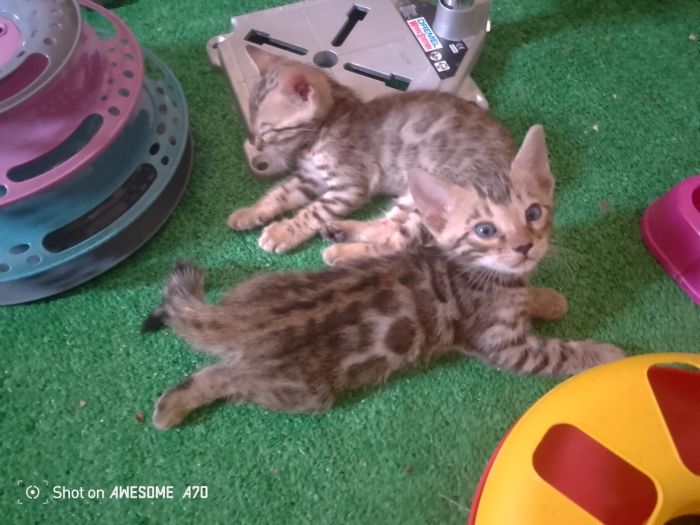 Bengal chats brown pur race europe