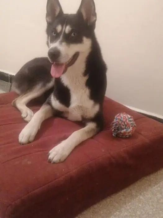 Chien Husky female 1an et 6 mois
