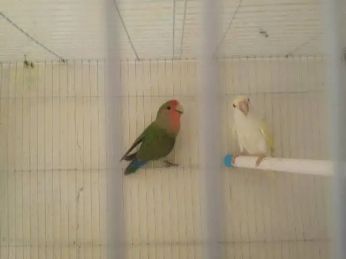 Coupla les Inséparables rosè ntwa 3in 7amra