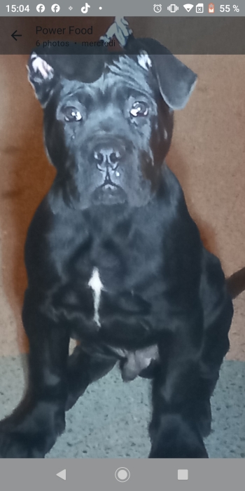 Cane corso