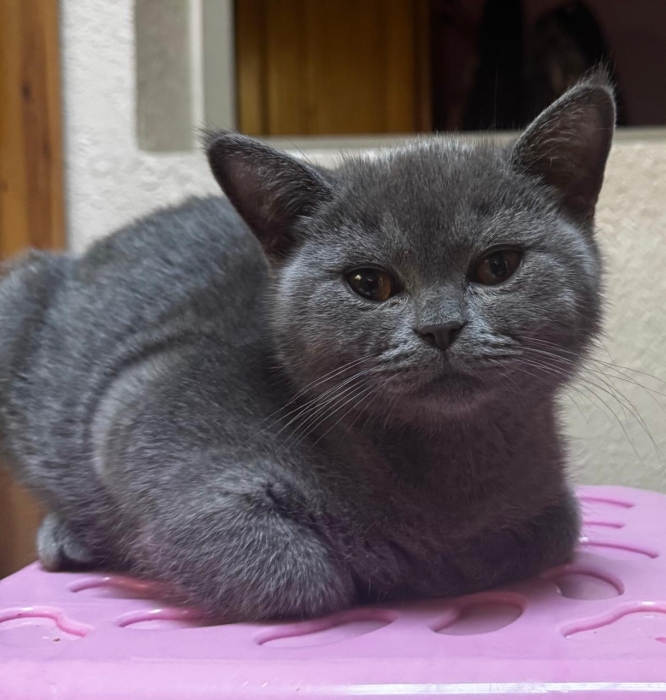 British short hair a vendre