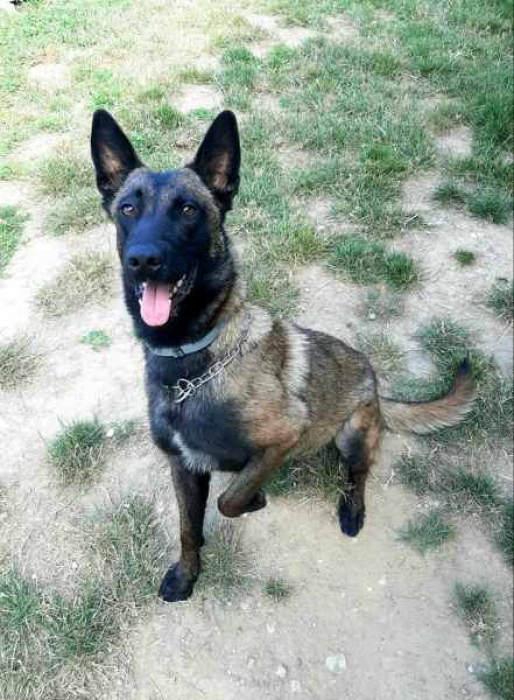 Malinois charbonne pure race