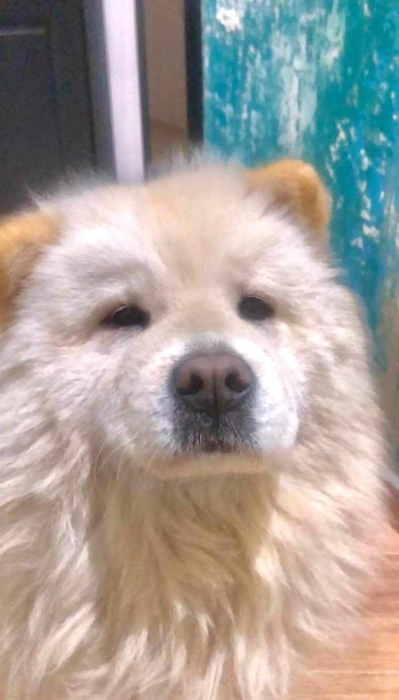 Magnifique Femelle Chowchow