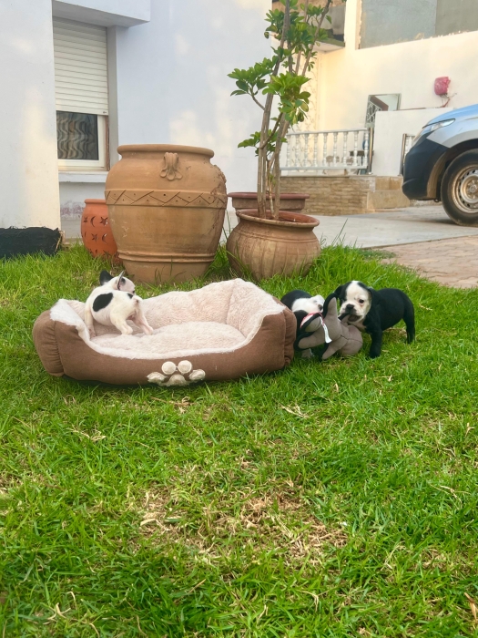 French Bulldog 🇫🇷