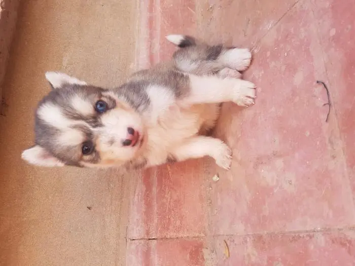 كلاب مالاميت للبيع