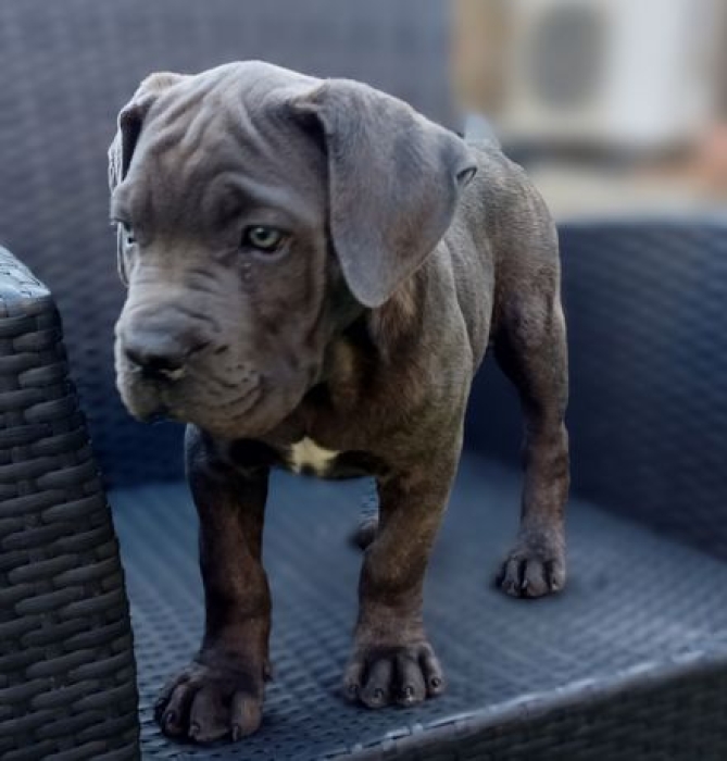 Cane Corso 🇮🇹