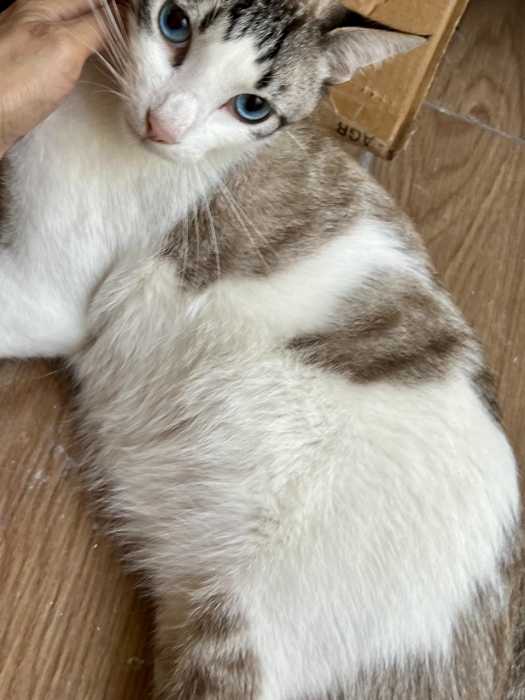 Chat mâle à adopter