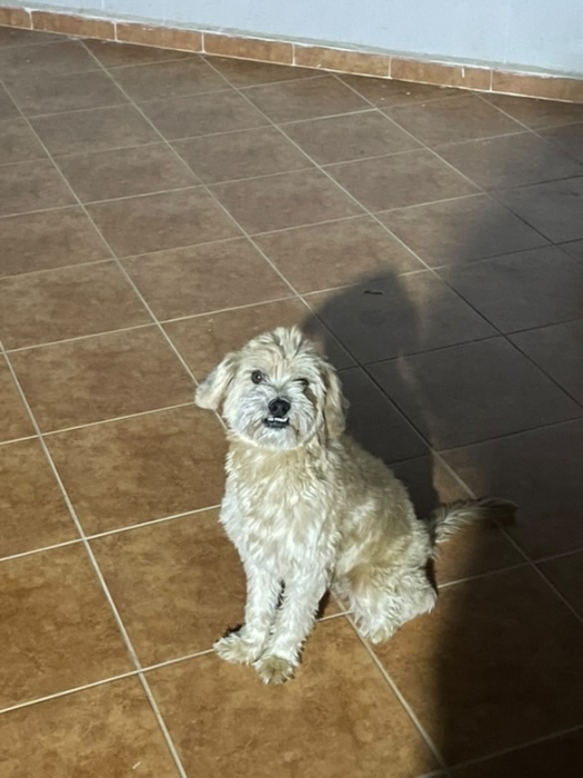 Cherche femelle caniche pour accouplement