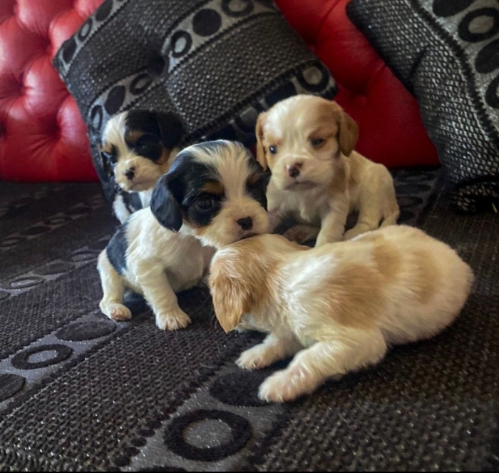 Cavalier king charles