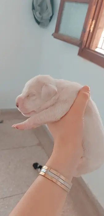 Vente chiens de chasse