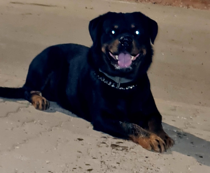 Rottweiler puppies