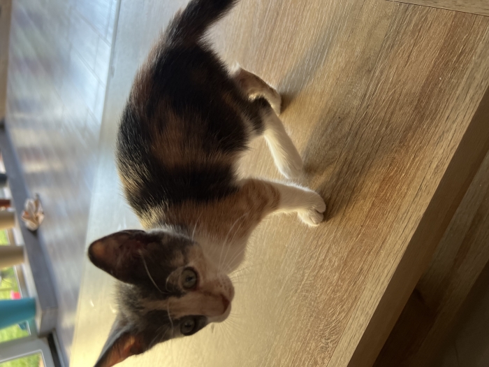 Very playful kitten-Female