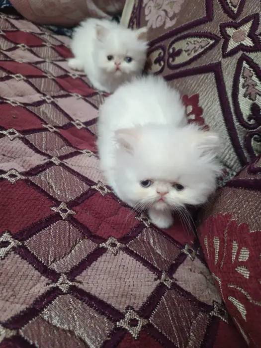 Chatons persans