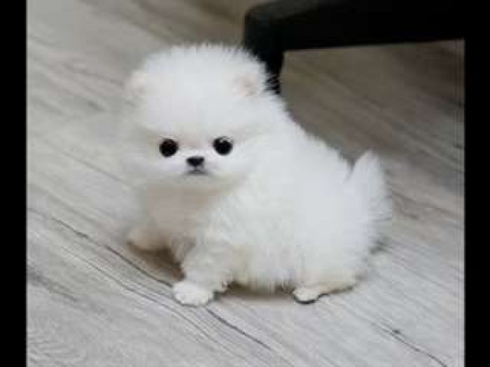 Ce chiot Pomeranien teacup blanc cherche une nouvelle famille d'accueil