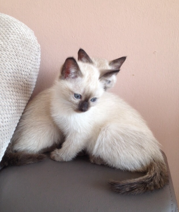 chaton siamoi