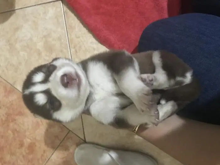 Husky pure