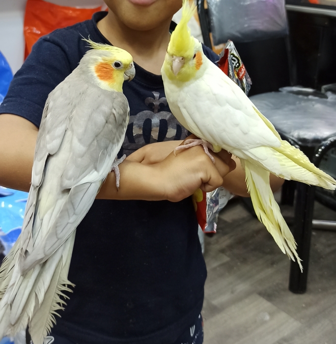 Calopsitte كلوبسيت مدرب