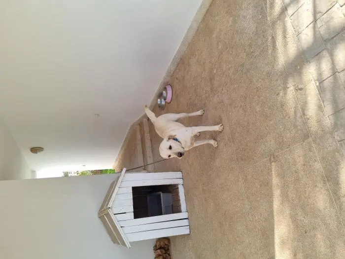 Chien Labrador femelle