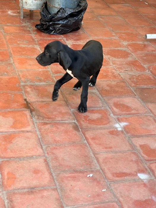 Chiots pointer noirs serpent 2mois