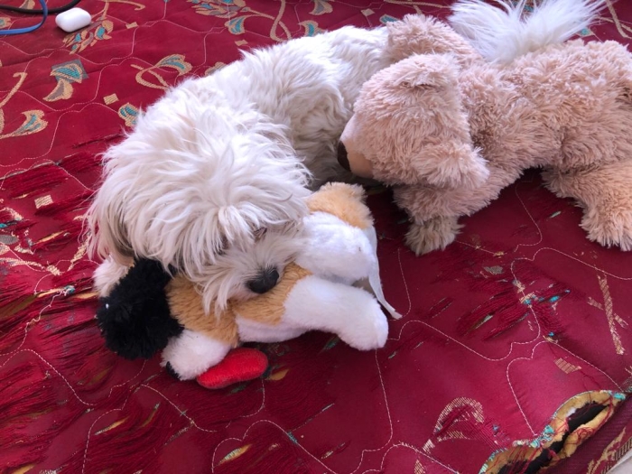 Adorables Chiots Bichon Maltais à Vendre - Des Compagnons Câlins et Pleins d'Amour en Attente d'une Nouvelle Maison !