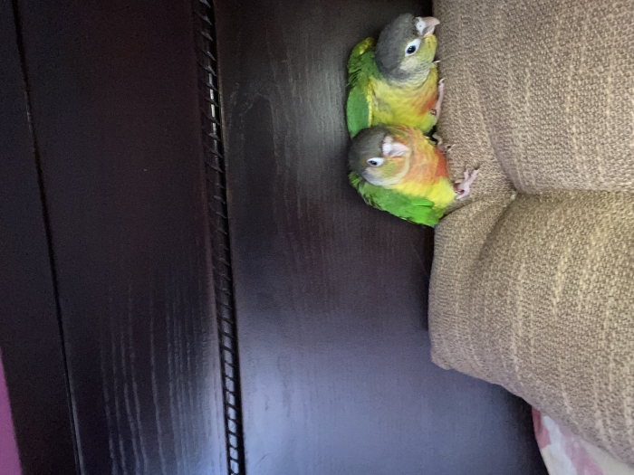 2 conure de molina