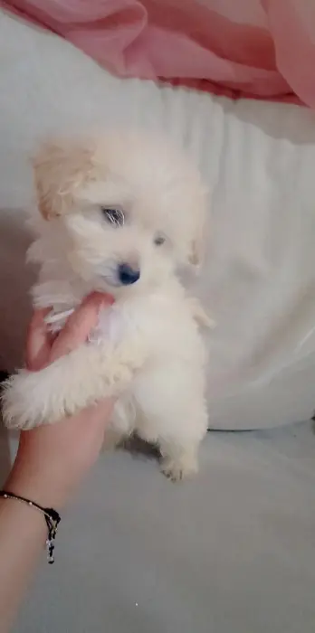 Bichon maltese