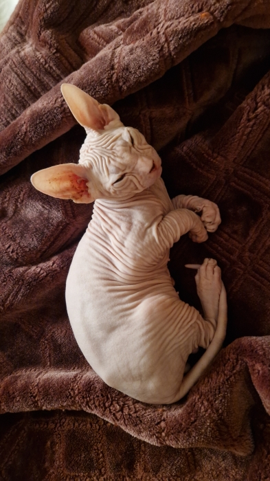 Race sphynx